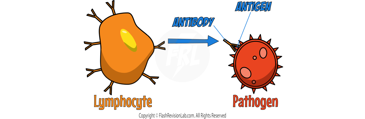 Antibodies